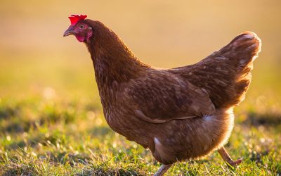 Beyond Free-Range: What Does It Mean to Be RSPCA Approved?
