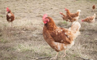 Here’s What “Free-Range” Really Means for Laying Hens